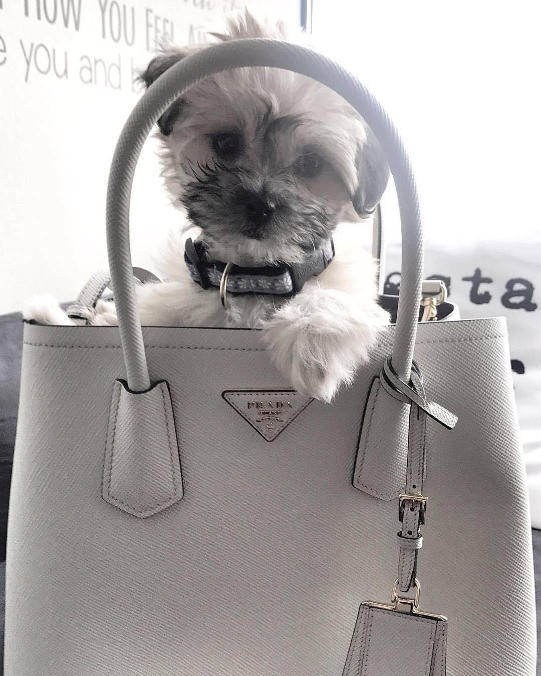 Hâm mộ cuộc sống sang chảnh của 11 chú chó đại gia ăn chơi không sợ mưa rơi-6