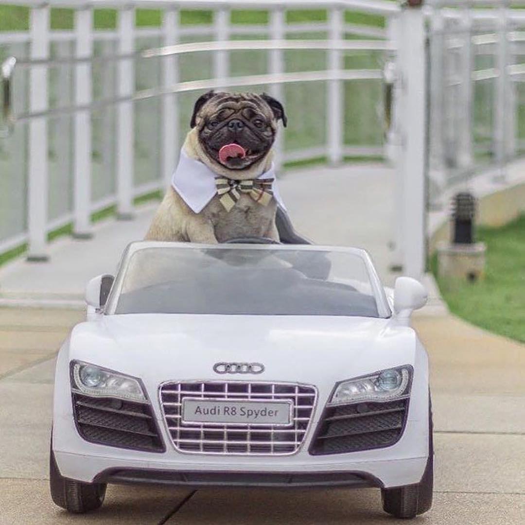 Hâm mộ cuộc sống sang chảnh của 11 chú chó đại gia ăn chơi không sợ mưa rơi-7