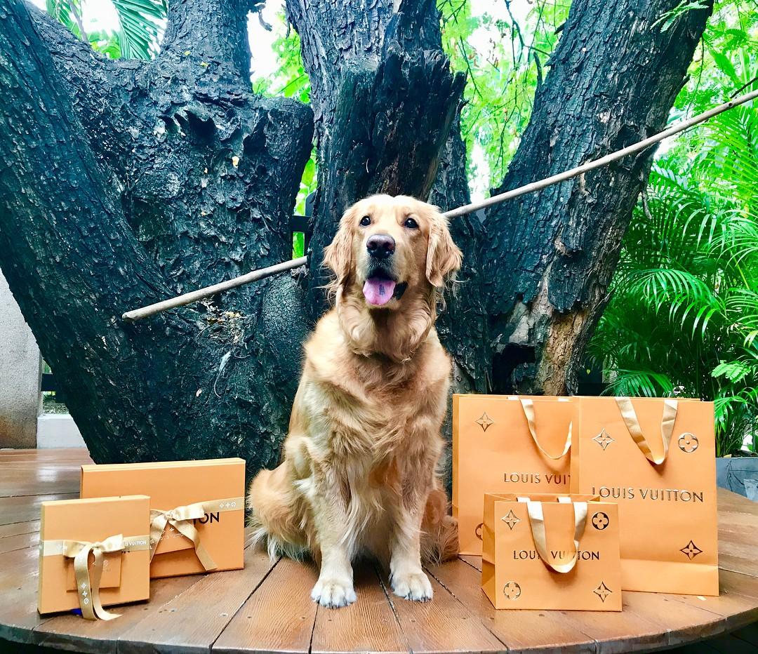 Hâm mộ cuộc sống sang chảnh của 11 chú chó đại gia ăn chơi không sợ mưa rơi-8