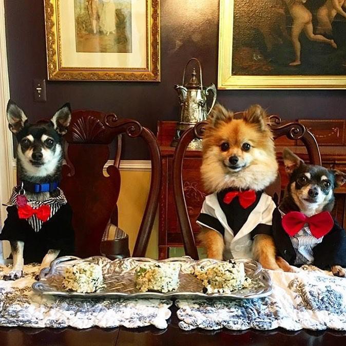 Hâm mộ cuộc sống sang chảnh của 11 chú chó đại gia ăn chơi không sợ mưa rơi-9