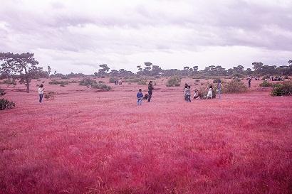 Đồi cỏ hồng ở Gia Lai đẹp như tranh vẽ hút khách đầu đông-7