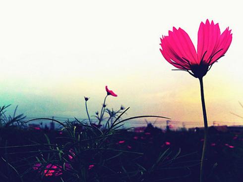 Tử vi thứ 5 ngày 23/11/2017 của 12 cung hoàng đạo