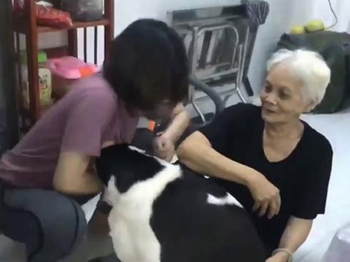 'Cuộc chiến' giành bà giữa cô chủ và thú cưng gây sốt