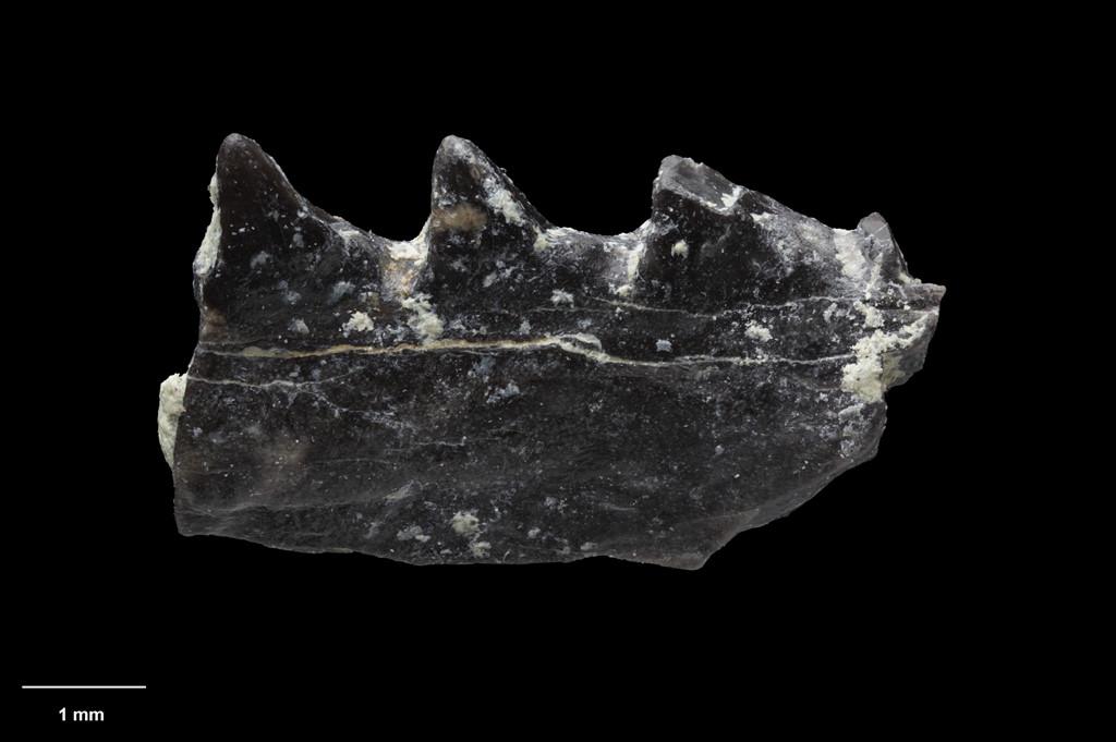 Những điều thú vị về lục địa thứ 8 của thế giới-4