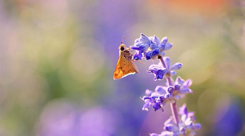 Tử vi tuần mới của 12 cung hoàng đạo từ ngày 27/11 đến 03/12/2017-2