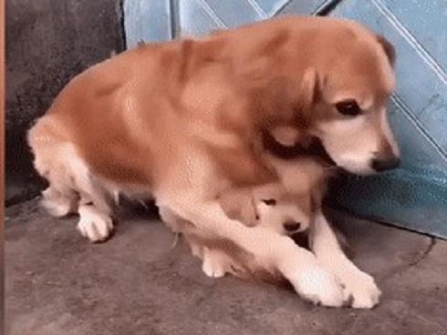 Chó mẹ gây xúc động khi ôm chặt con vì sợ chủ đem bán