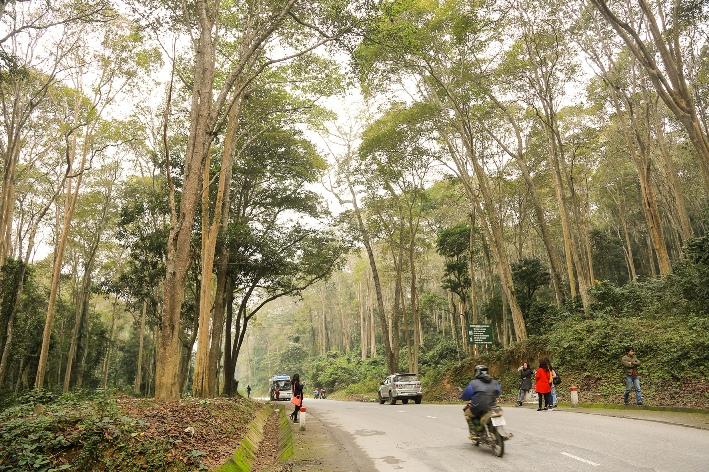 Ngắm rừng săng lẻ nguyên sinh đẹp như tranh giữa đại ngàn xứ Nghệ-2