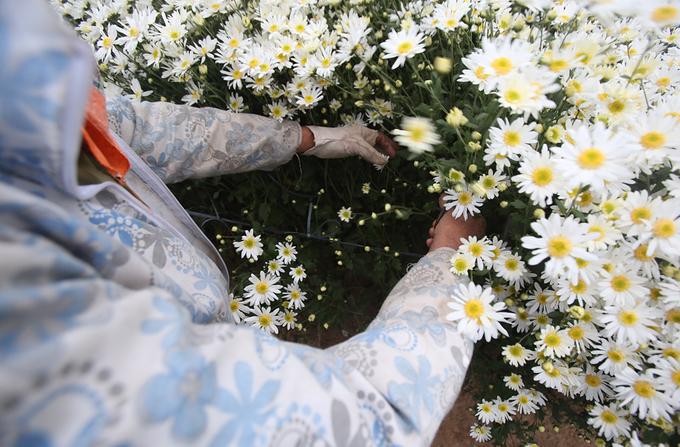 Hà Nội vào mùa cúc hoạ mi-3