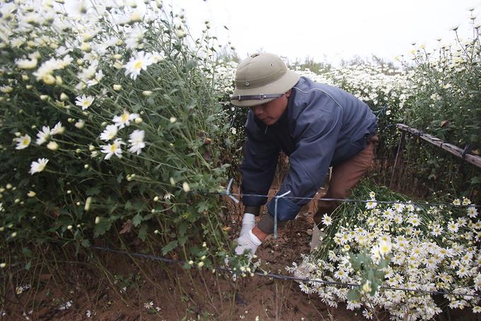 Hà Nội vào mùa cúc hoạ mi-5