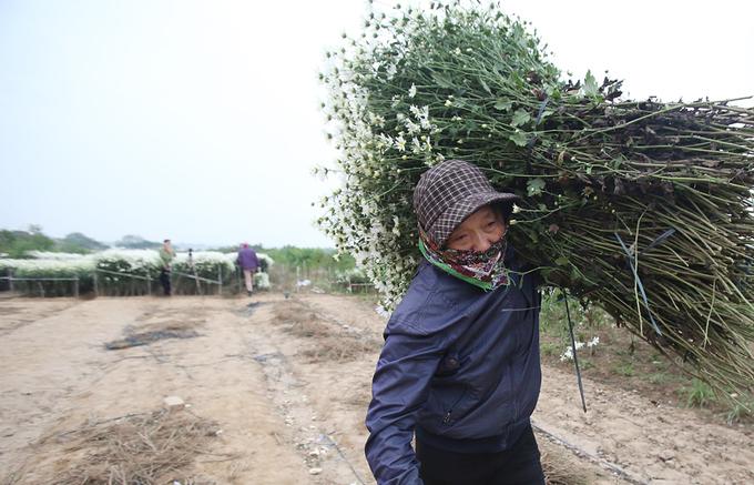 Hà Nội vào mùa cúc hoạ mi-8