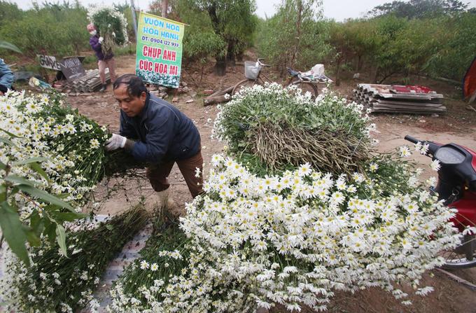 Hà Nội vào mùa cúc hoạ mi-9