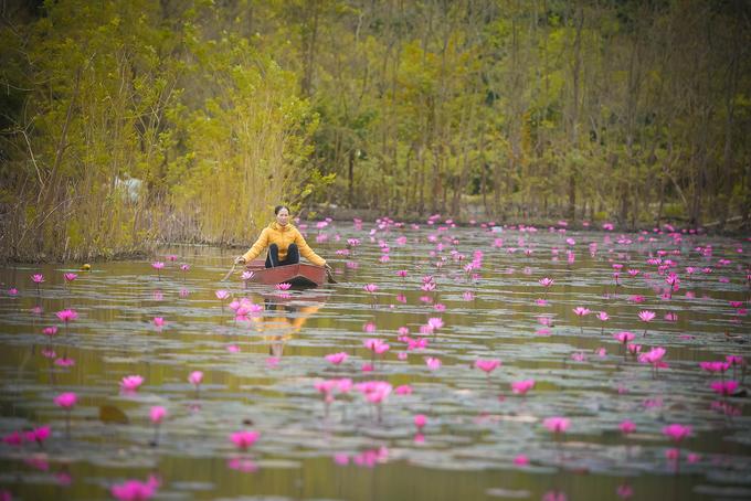 Hoa súng nở muộn, tô hồng sắc đông ở suối Yến-1