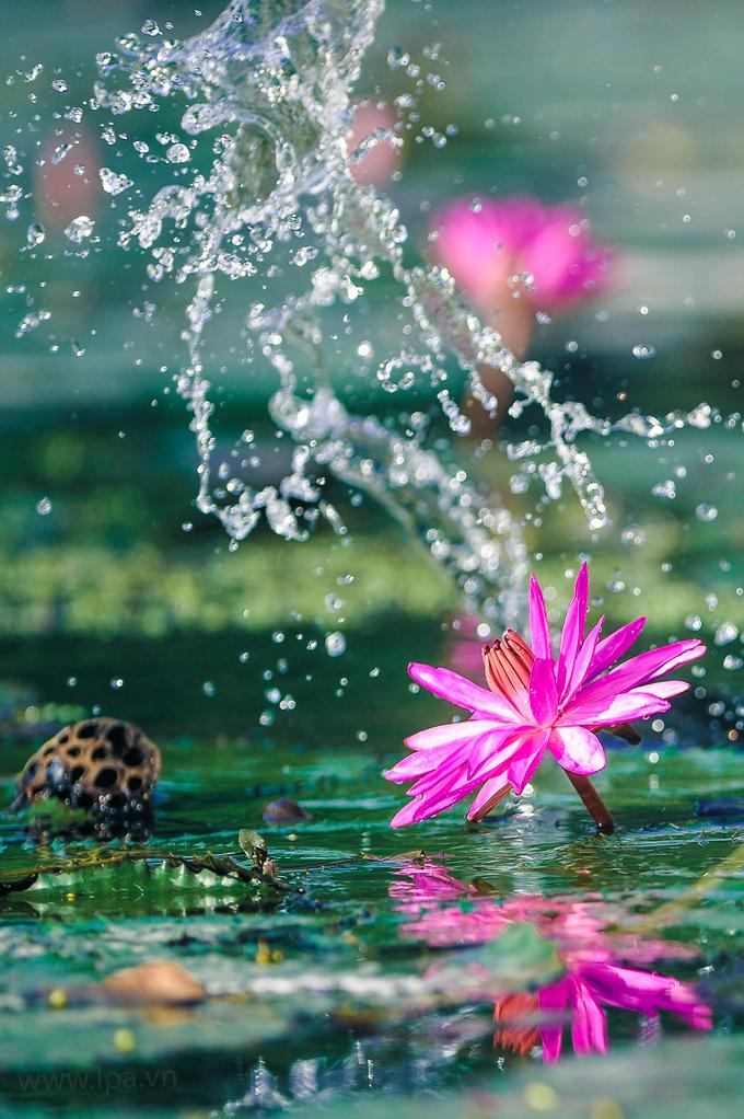 Hoa súng nở muộn, tô hồng sắc đông ở suối Yến-3