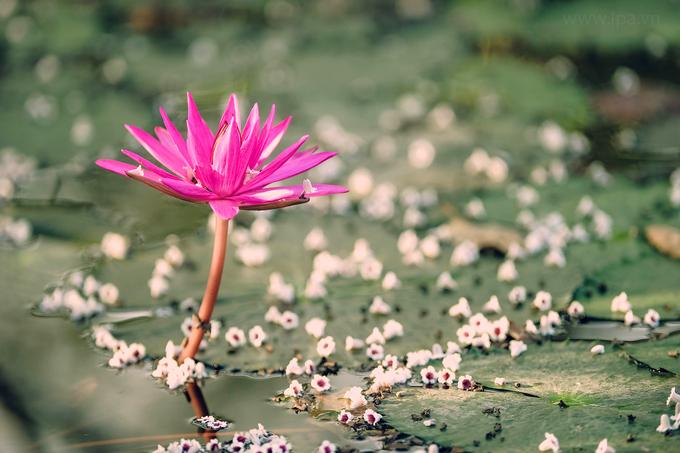 Hoa súng nở muộn, tô hồng sắc đông ở suối Yến-4