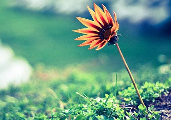 Tử vi thứ 4 ngày 29/11/2017 của 12 cung hoàng đạo-3