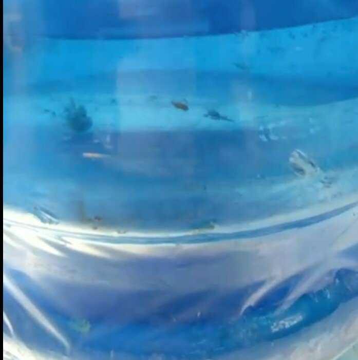 Hải Phòng: Rêu nổi lềnh phềnh trong bình nước tinh khiết-2