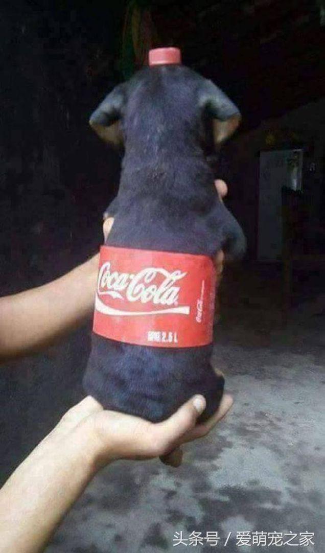 Dân tình đang đổ xô biến thú cưng thành chai nước ngọt trên mạng xã hội-4