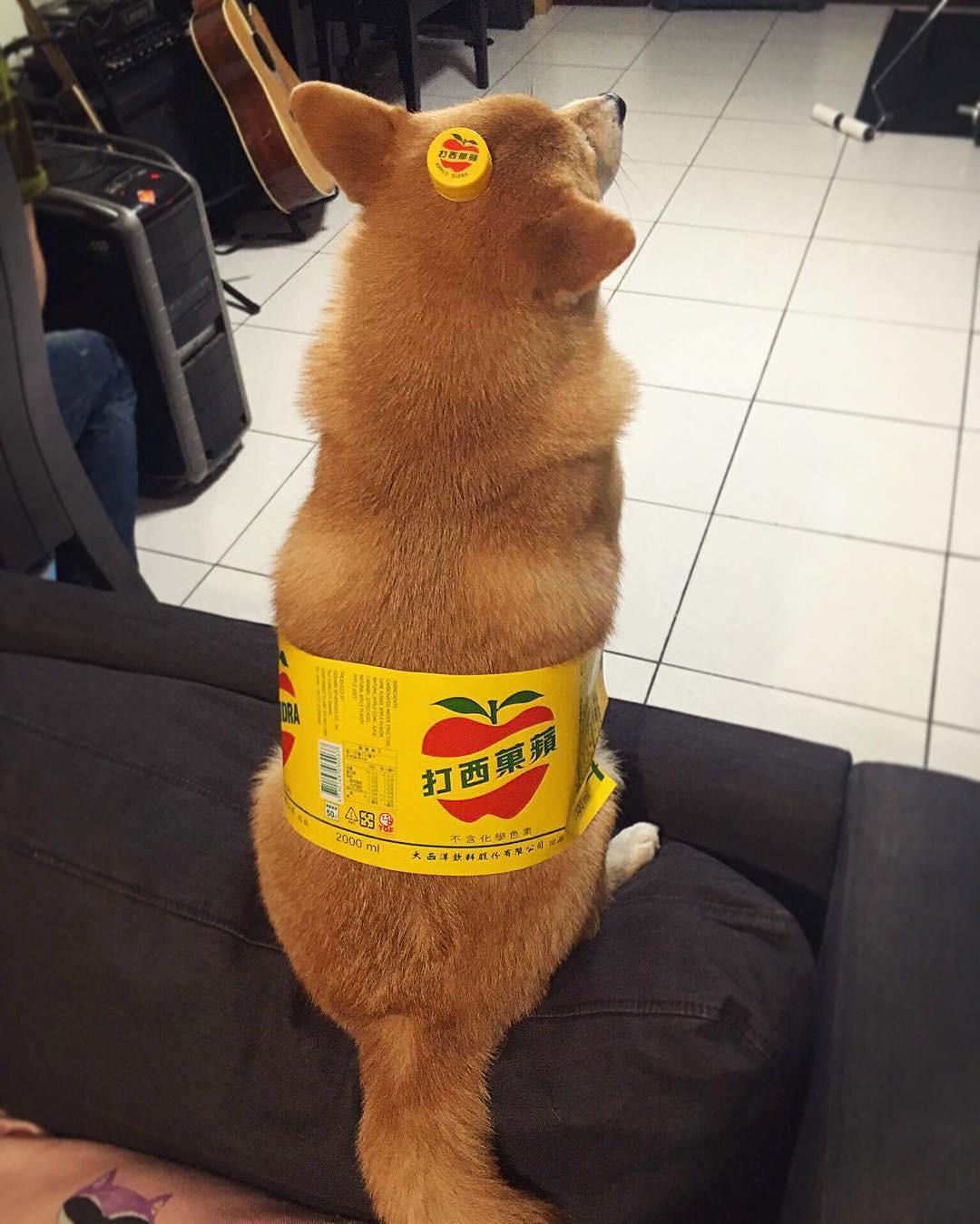 Dân tình đang đổ xô biến thú cưng thành chai nước ngọt trên mạng xã hội-5