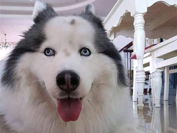 Bố ơi, xem gì cho con ngó tí!-1