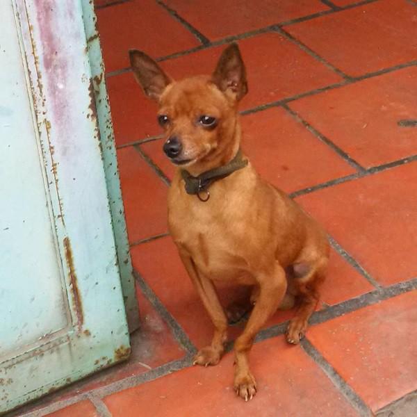 Series những con boss chân chữ O sủa to phải biết của cư dân mạng Việt Nam-2