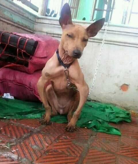 Series những con boss chân chữ O sủa to phải biết của cư dân mạng Việt Nam-5