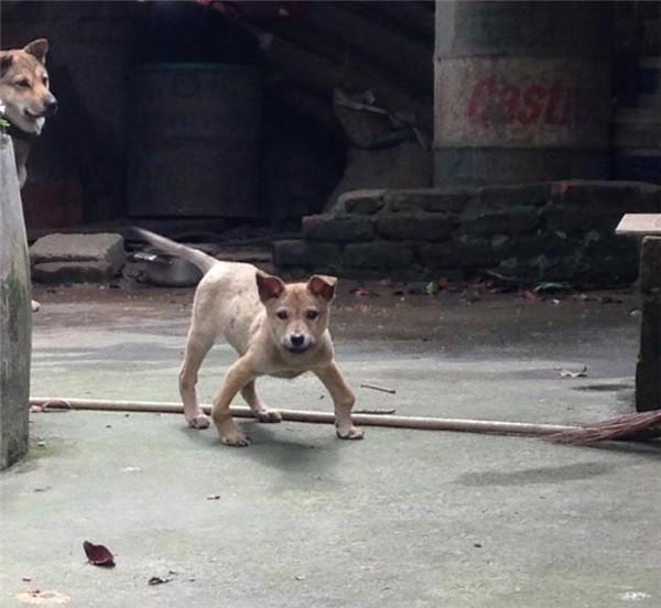 Series những con boss chân chữ O sủa to phải biết của cư dân mạng Việt Nam-6