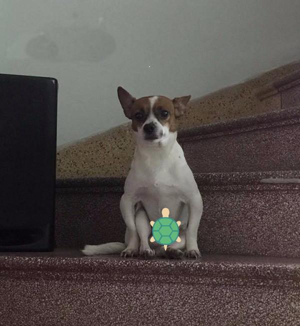 Series những con boss chân chữ O sủa to phải biết của cư dân mạng Việt Nam-7