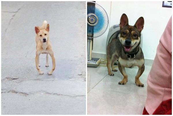 Series những con boss chân chữ O sủa to phải biết của cư dân mạng Việt Nam-8