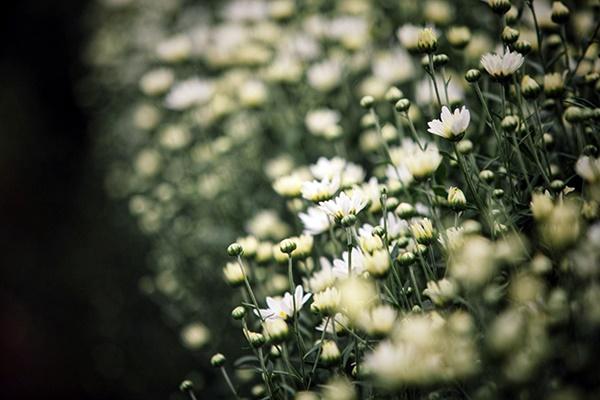 Những địa điểm chụp ảnh cúc hoạ mi đẹp tinh khôi không thể bỏ lỡ ở Hà Nội-1