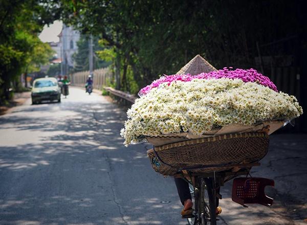 Những địa điểm chụp ảnh cúc hoạ mi đẹp tinh khôi không thể bỏ lỡ ở Hà Nội-6