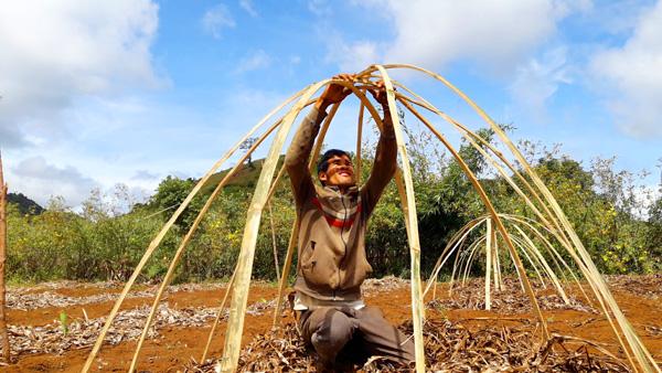Lễ hội hoa dã quỳ: Hàng ngàn du khách thất vọng vì chỉ thấy hoa tàn lụi-3