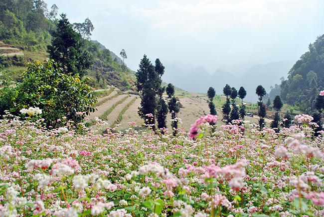 Phát cuồng vẻ đẹp hoa tam giác mạch bung nở trên sườn núi đá Hà Giang-1