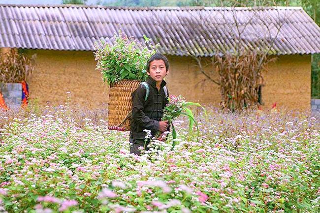 Phát cuồng vẻ đẹp hoa tam giác mạch bung nở trên sườn núi đá Hà Giang-4