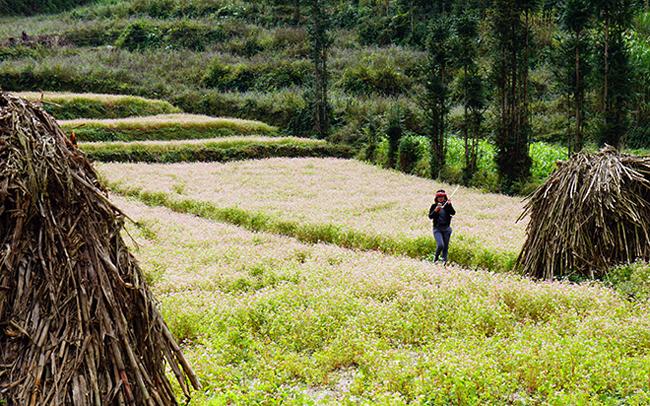 Phát cuồng vẻ đẹp hoa tam giác mạch bung nở trên sườn núi đá Hà Giang-7