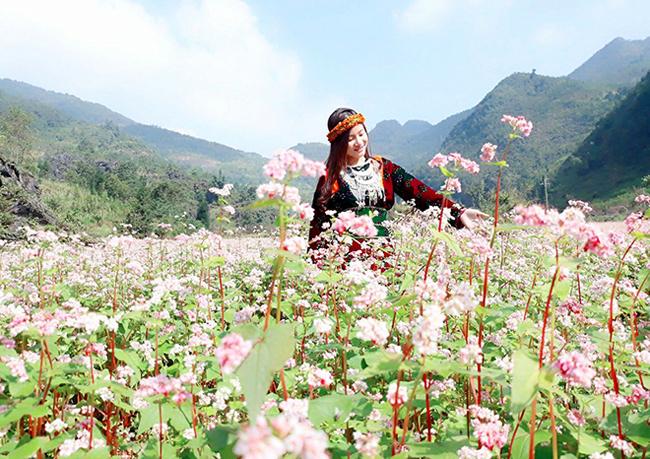 Phát cuồng vẻ đẹp hoa tam giác mạch bung nở trên sườn núi đá Hà Giang-8