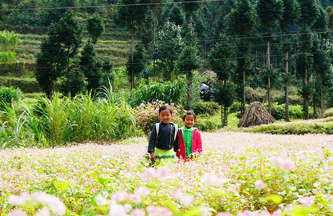 Phát cuồng vẻ đẹp hoa tam giác mạch bung nở trên sườn núi đá Hà Giang-12