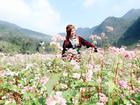 'Phát cuồng' vẻ đẹp hoa tam giác mạch bung nở trên sườn núi đá Hà Giang