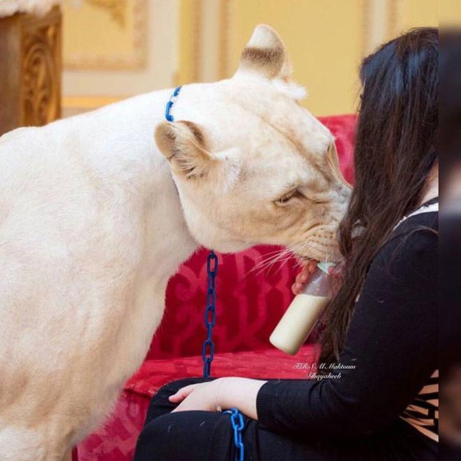 12 điều ai cũng ngỡ là chuẩn về vùng đất siêu giàu Dubai, hóa ra sự thật lại hoàn toàn khác-10