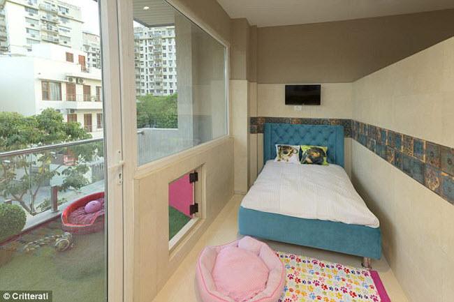 Bên trong khách sạn sang trọng, lộng lẫy cho chó đầu tiên ở Ấn Độ-1