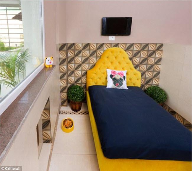 Bên trong khách sạn sang trọng, lộng lẫy cho chó đầu tiên ở Ấn Độ-2