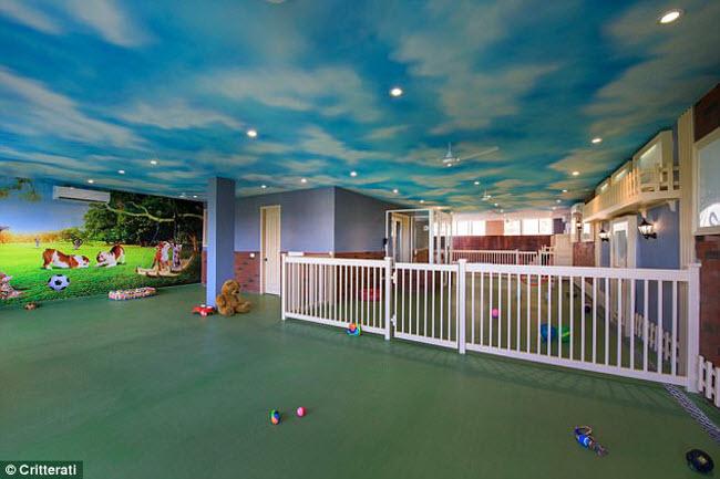 Bên trong khách sạn sang trọng, lộng lẫy cho chó đầu tiên ở Ấn Độ-6