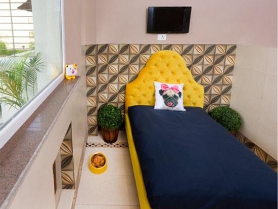 Bên trong khách sạn sang trọng, lộng lẫy cho chó đầu tiên ở Ấn Độ