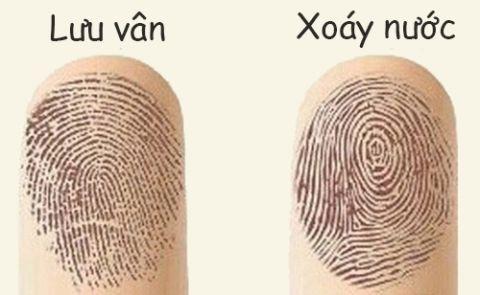 Vân tay tiết lộ tính cách và vận mệnh của bạn-1