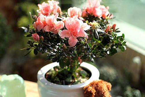 Đặt chậu hoa đúng vị trí này giúp sự nghiệp thăng tiến không ngừng, gia đình hạnh phúc-1