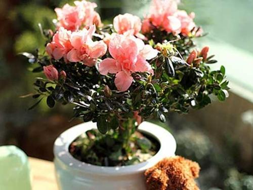 Đặt chậu hoa đúng vị trí này giúp sự nghiệp thăng tiến không ngừng, gia đình hạnh phúc