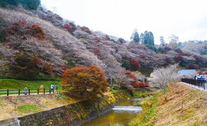 Hoa anh đào trái mùa ở ngôi làng Nhật Bản-1