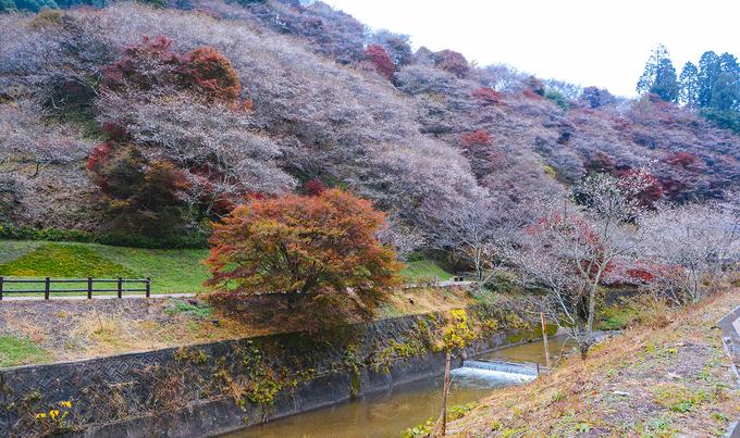 Hoa anh đào trái mùa ở ngôi làng Nhật Bản-2