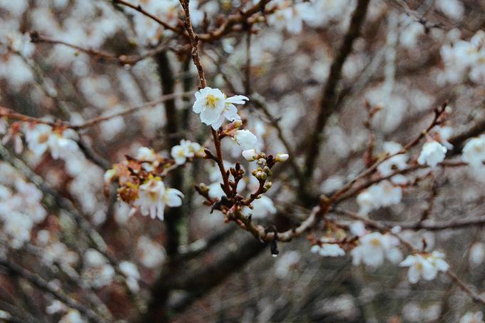 Hoa anh đào trái mùa ở ngôi làng Nhật Bản-5