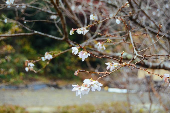 Hoa anh đào trái mùa ở ngôi làng Nhật Bản-6