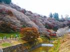 Hoa anh đào trái mùa ở ngôi làng Nhật Bản